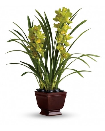 Teleflora's Splendid Orchids Plant
