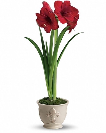 Teleflora's Merry Amaryllis Flower Arrangement