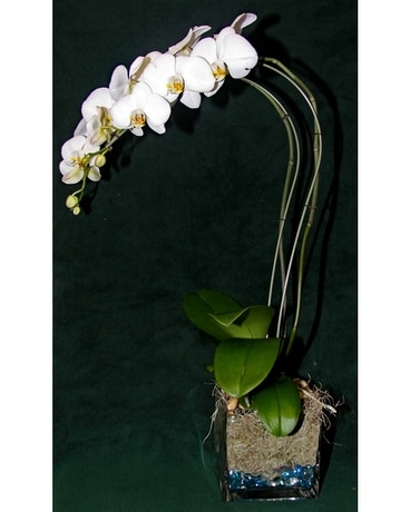 Orchid Plant Plant