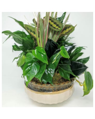 Dish Garden Dish Garden Plant