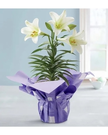 Easter Lily Plant