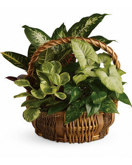 Emerald Garden Basket Flower Arrangement