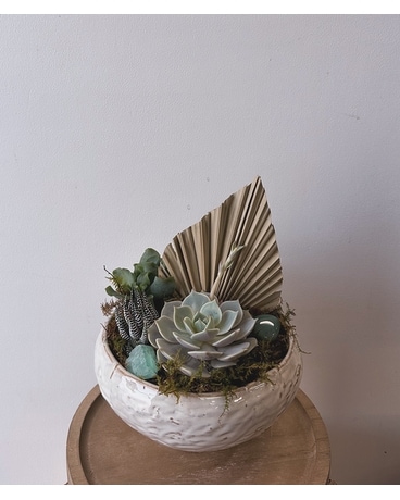 Designer's Choice Succulent&Cacti Garden Plant