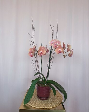 Phalaenopsis Orchid Plant
