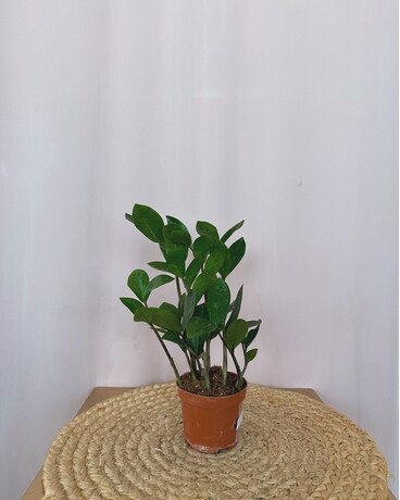 ZZ Plant Plant