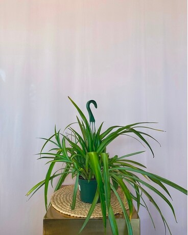 Spider Plant Plant