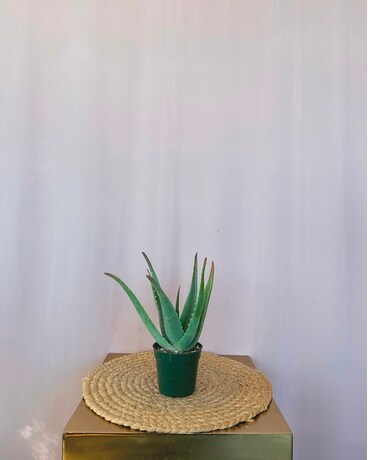 Agave, Aloe & Cacti Plant