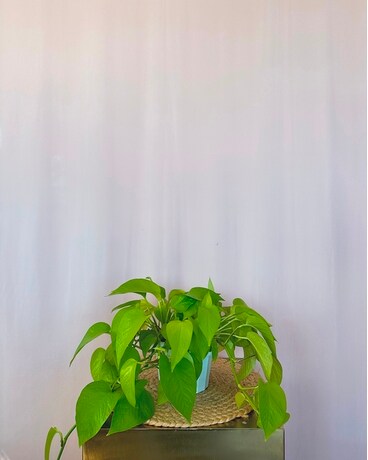 Pothos Plant