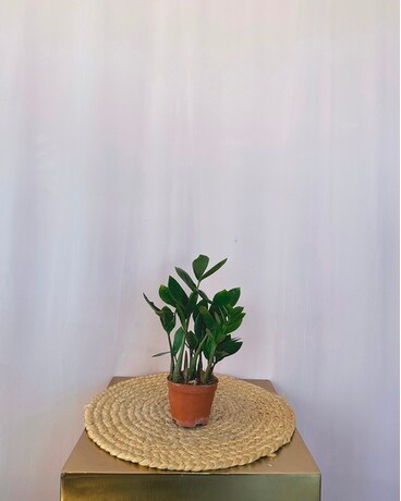 ZZ Plant Plant