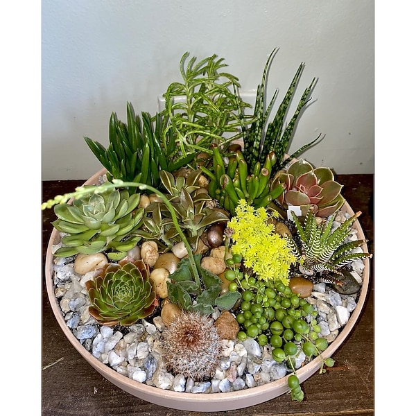 Desert of Succulents in Greenwich CT - Greenwich Blooms Florist Inc