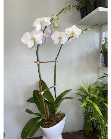 Double Orchid Flower Arrangement