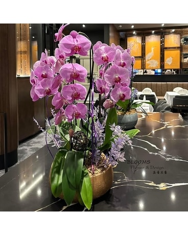 Grand Opening Orchid Planter - 3 Stems with Decor Specialty Arrangement