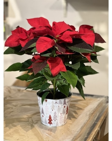 Christmas Collection F Flower Arrangement