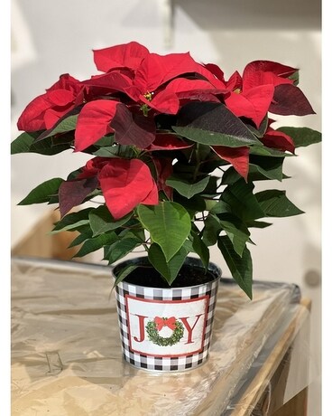 6 inch Poinsettia In  Deco tin Pot Flower Arrangement