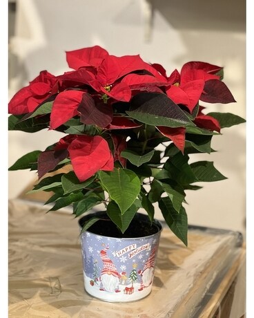 Christmas Collection E Flower Arrangement
