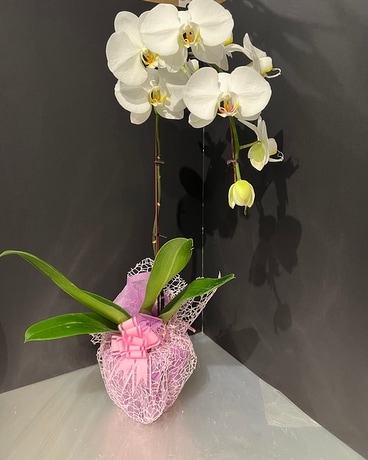 Wrapped White Orchid Flower Arrangement