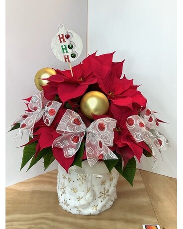 Poinsettia Collection B Plant