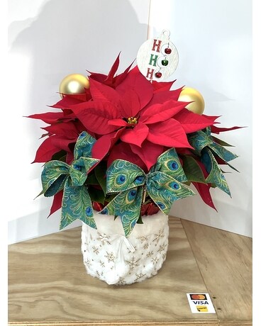 Poinsettia Collection C Plant