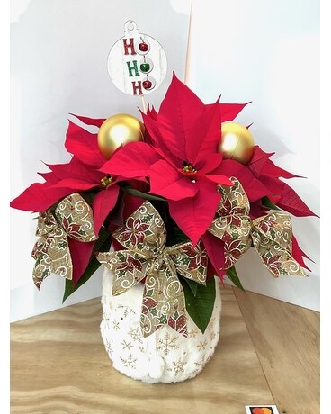 Poinsettia Collection D Plant