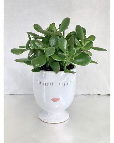 4” Jade Plant in Container Flower Arrangement