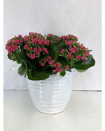 6” kalanchoe in white container Flower Arrangement