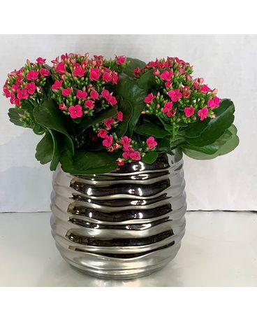 6” kalanchoe in silver container Flower Arrangement