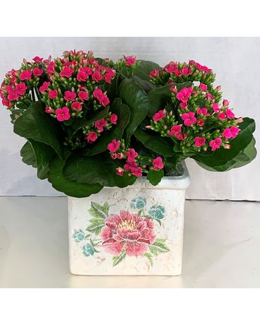 6” kalanchoe in cube Flower Arrangement