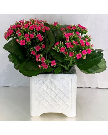 6” kalanchoe in white cube Flower Arrangement