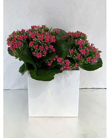 6” kalanchoe in white cube Flower Arrangement