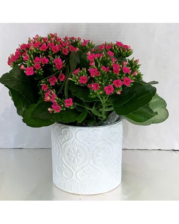 6” kalanchoe in white cube Flower Arrangement