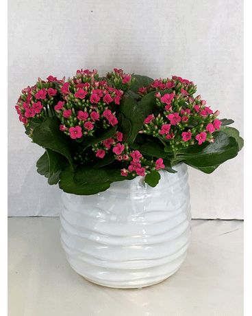 6” kalanchoe in white container Flower Arrangement