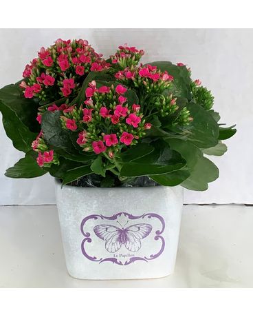 6” kalanchoe in ceramic planter Flower Arrangement