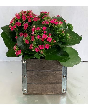 6” kalanchoe in wooden cube Flower Arrangement