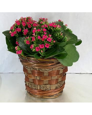 6” kalanchoe in basket Flower Arrangement