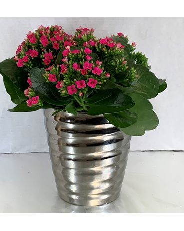 6” kalanchoe in silver pot Flower Arrangement