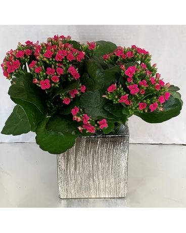 6” kalanchoe in silver cube Flower Arrangement