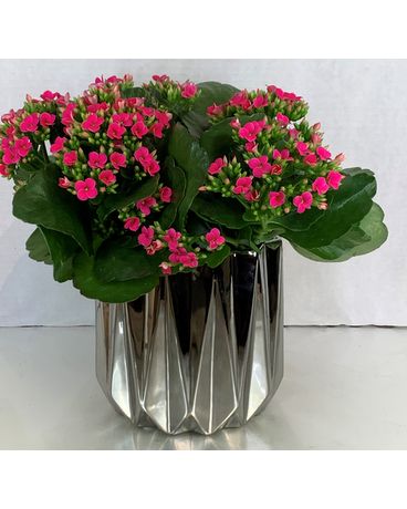 6” kalanchow in silver geometric pot Flower Arrangement