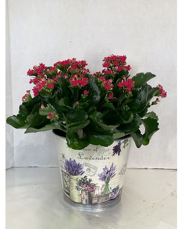 6” Kalanchoe in Ceramic Pot Flower Arrangement