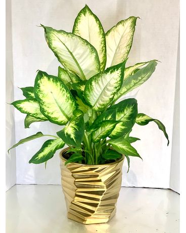 6” tropical In a gold geometric container Flower Arrangement