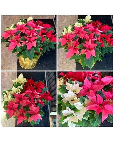 Tri Color Poinsettia Plant