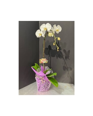 MD Potted White Orchid Flower Arrangement