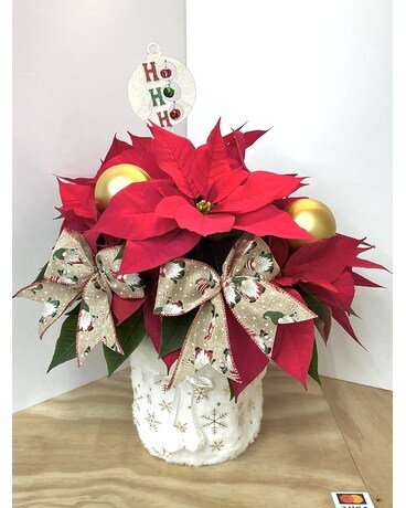 Poinsettia Collection A Plant