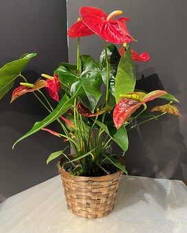 Red Anthurium plant Flower Arrangement