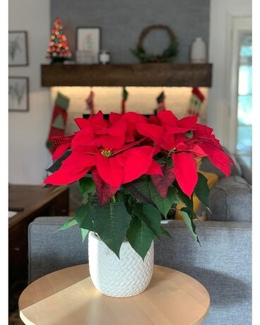 Classic Christmas Poinsettia Plant