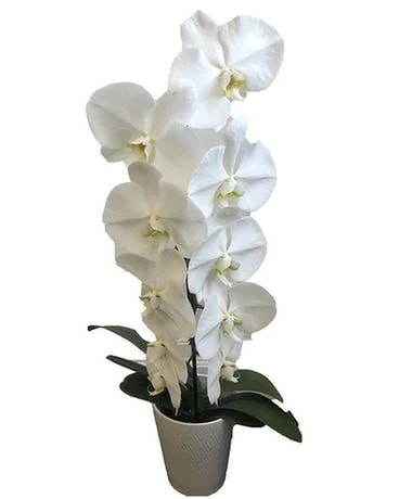 Orchid Special Plant
