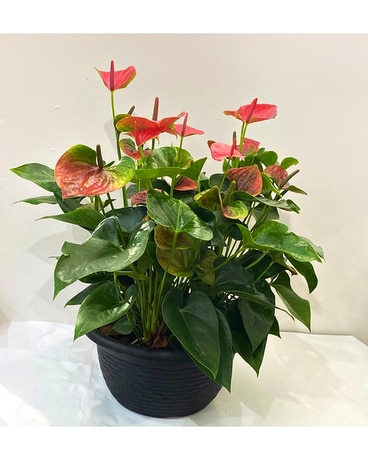 ANTHURIUM BOWL - RED/PINK Plant