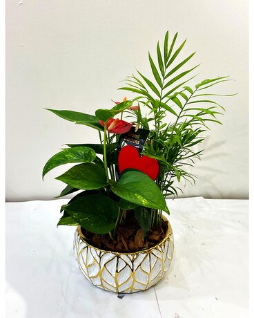 GOLD LEAF TROPICAL Plant
