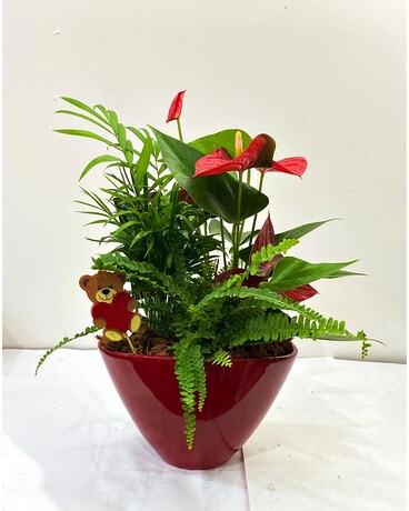 EILEEN RED Plant