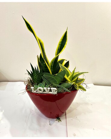 EILEEN SUCCULENT Plant