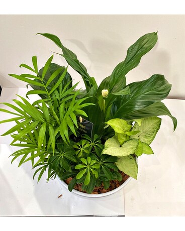 PEACE LILY PLANTER Plant